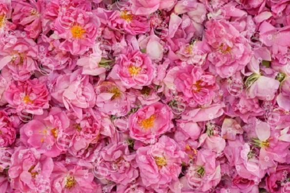 فواید غنچه گل محمدی طبیعی با کیفیت