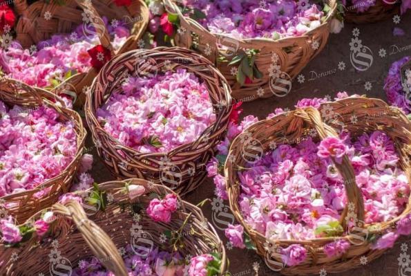 انواع گل محمدی قمصر در بازار های داخلی