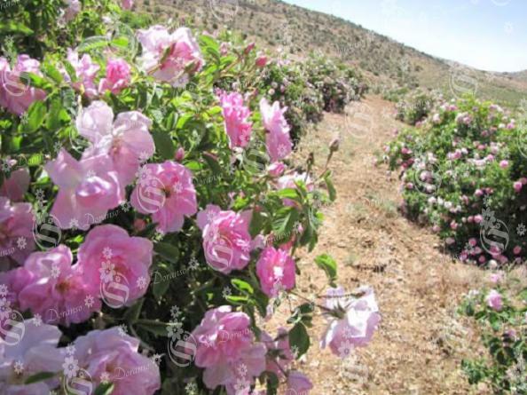 استفاده از گل محمدی عطری در چای