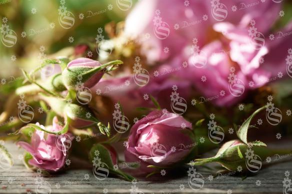 مرغوب ترین گل محمدی شصت پر در ایران
