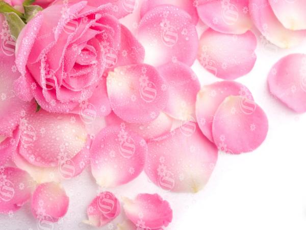 موارد مهم برای خرید گلبرگ گل محمدی
