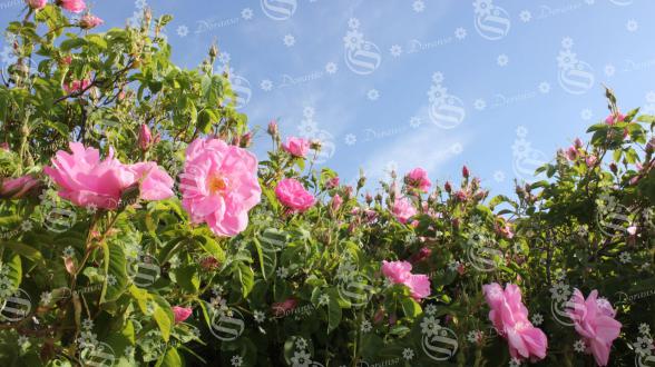 پخش عمده گل محمدی لایزنگان در بازار