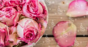 خرید غنچه گل محمدی با کیفیت اعلاء در کشور