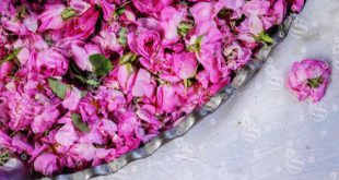 انتخاب گل محمدی برای گلاب گیری