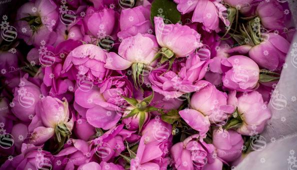 تولید کننده انواع غنچه گل محمدی مخصوص صادرات