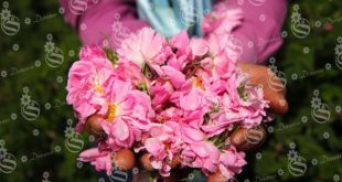 خرید و فروش گل محمدی لایزنگان مرغوب در کشور