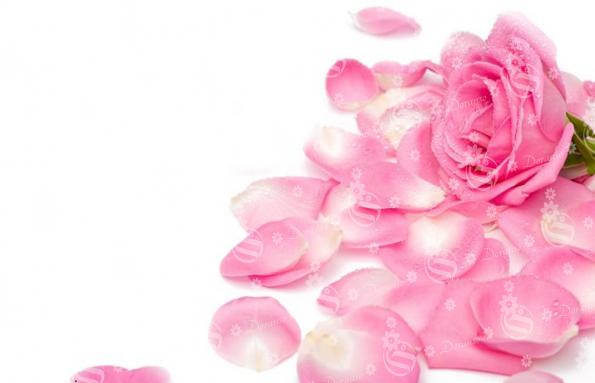 پخش عمده گلبرگ گل رز صورتی با کیفیت بالا درتهران