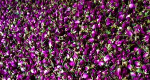 لیست ارزانترین قیمت غنچه گل محمدی در تهران