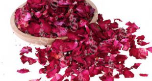 گلبرگ های صادراتی گل محمدی در خوی و ارومیه