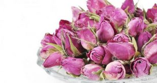 انواع گل محمدی مرغوب در کشور