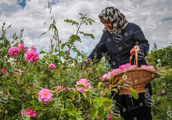 دانستنی برای خرید گل محمدی صادراتی