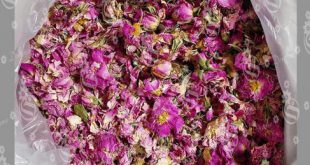 انواع گل محمدی برای چای با نرخ ارزان