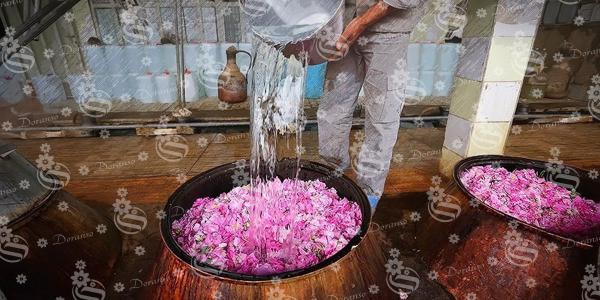 عامل تولید گل محمدی صادراتی در کشور