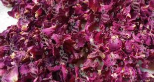 فروش عمده گلبرگ گل محمدی صادراتی مرغوب در بازار داخلی و خارجی