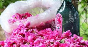 خرید انواع گل محمدی قمصر در کشور