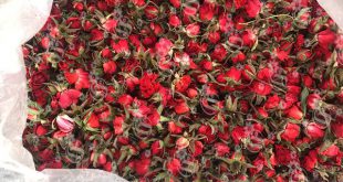 کاشت غنچه رز گوجه ای با کیفیت در ایران