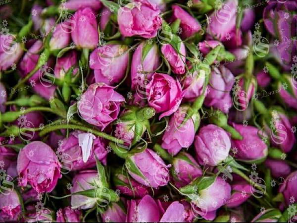 عرضه مستقیم گل محمدی جهرم در کل ایران