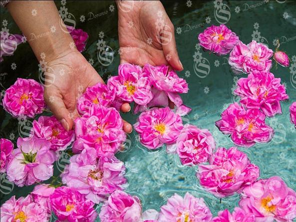 فروش انواع گل محمدی با بالاترین کیفیت