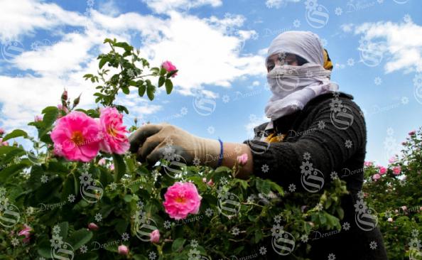 بازار گل محمدی در ایران
