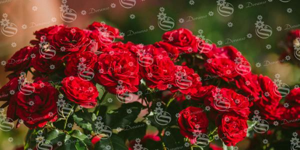 انواع گل محمدی های قرمز