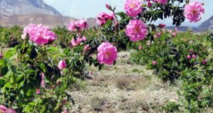 خرید انواع گل محمدی هرسین در کشور