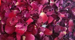 قیمت عمده گلبرگ گل رز صادراتی درجه یک در بازار ایران
