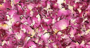 سایت آنلاین خرید و فروش عمده گلبرگ گل محمدی