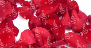 شرکت پخش کننده عمده گلبرگ گل رز قرمزبا کیفیت مناسب برای صادرات به ترکیه