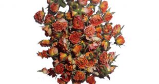 فروش غنچه گل رز رنگی صادراتی برای فروش عمده در بازار ایران