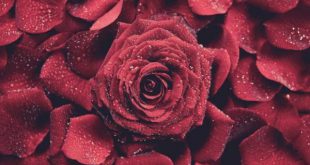 فروش بهترین گلبرگ گل رز قرمز اعلاء