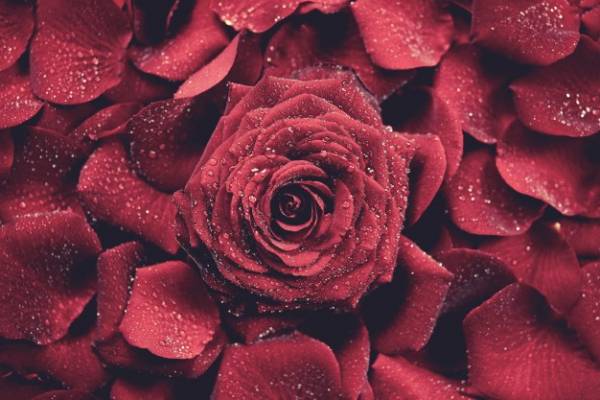 فروش بهترین گلبرگ گل رز قرمز اعلاء
