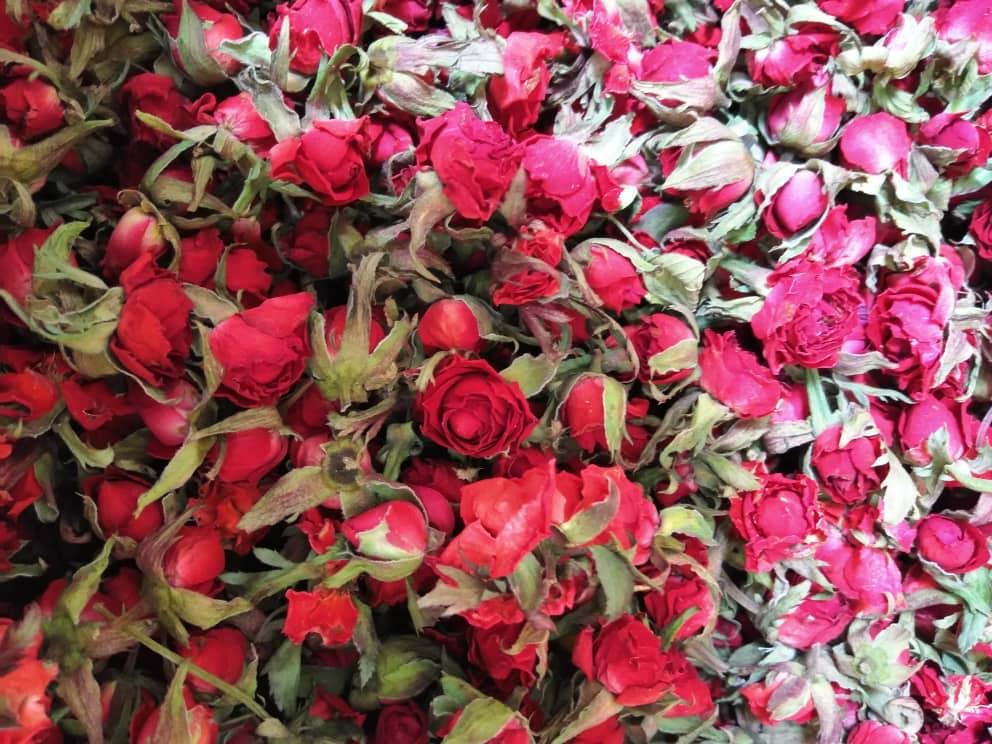 پخش کننده انواع غنچه گل رز قرمز با نازلترین قیمت