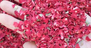 خریدار گلبرگ گل رز خشک در مشهد