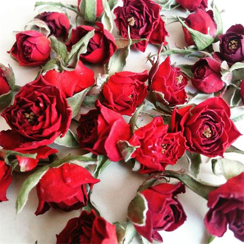 تولید کنندگان غنچه رز قرمز خشک
