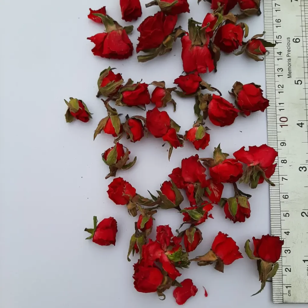 قیمت غنچه گل رز قرمز چقدر است؟