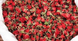 قیمت غنچه گل رزعمده+خرید باورنکردنی