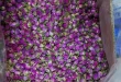 صادرات غنچه خشک خوراکی گل محمدی