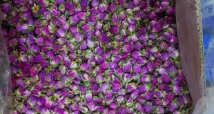 صادرات غنچه خشک خوراکی گل محمدی