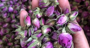 قیمت عمده غنچه گل محمدی خشک+فروش عمده